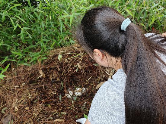 博星优配 安徽扬子鳄保护区再添两窝鳄卵