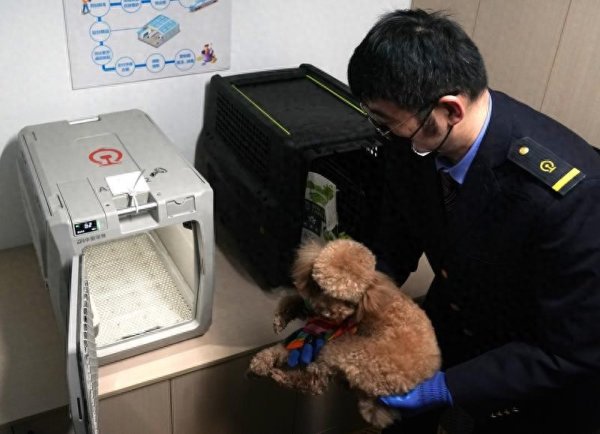 大资本 带宠物出行，怎样才能更友好？