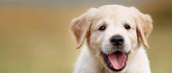 今日云策 狗鼻子闻出主人千里外，却救一家人命！